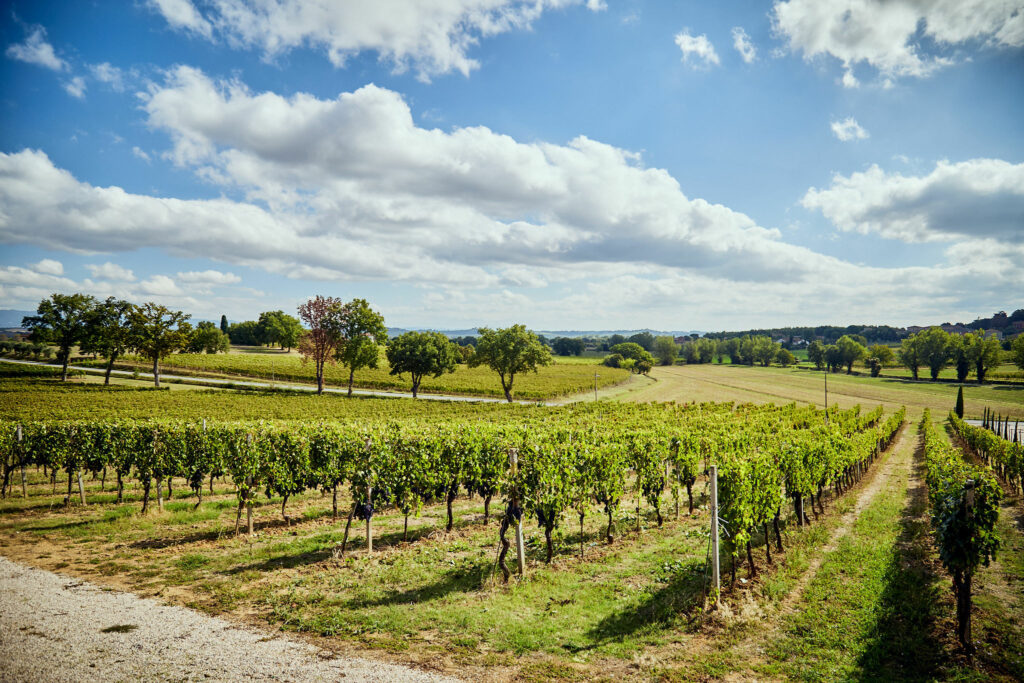 Tenuta Fontenuova Vino Nobile di Montepulciano